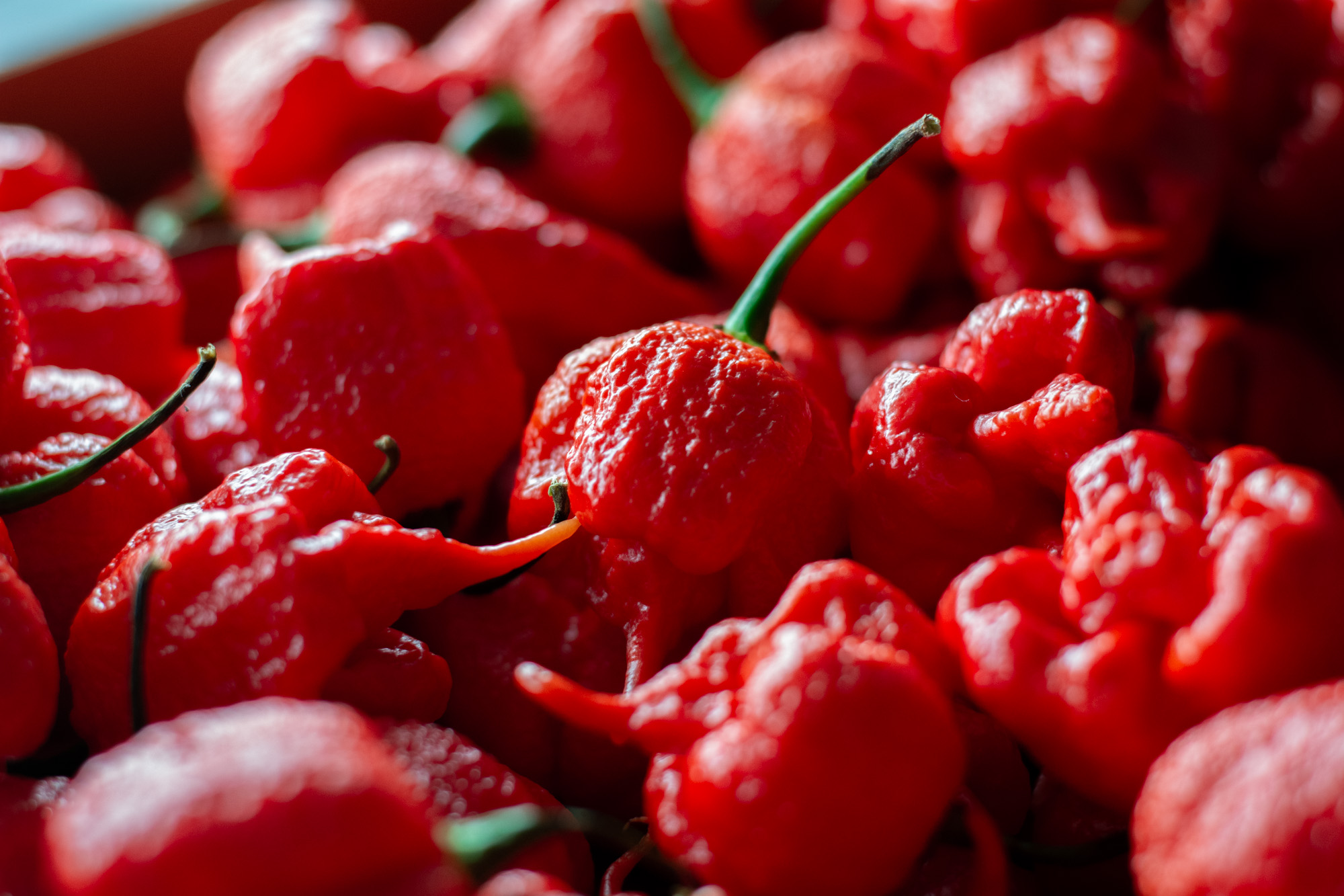 Captain’s Curse - Afbeelding 2